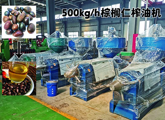 加納客戶500kg/h棕櫚仁榨油機(jī)順利投產(chǎn)！