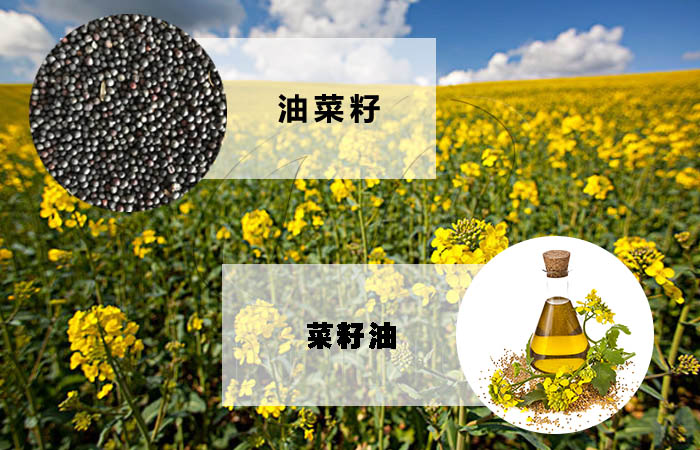 菜籽油