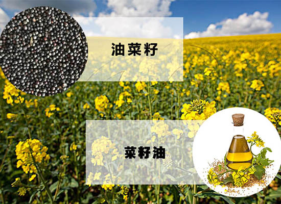 加工菜籽油能賺錢嗎？