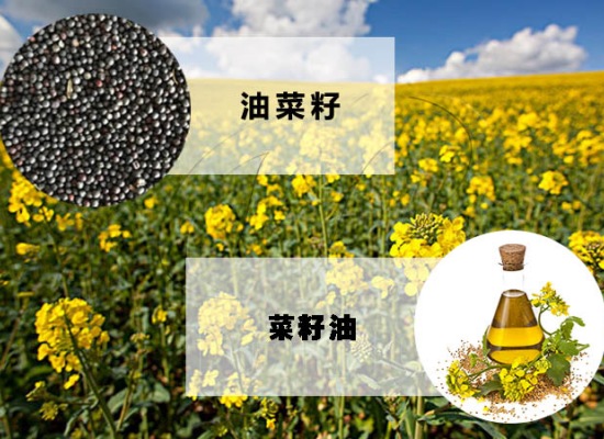 投資建設菜籽油加工廠，需要考慮哪些問題？