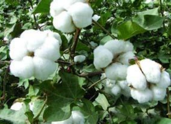 棉籽油為什么叫“黑油”？精煉工藝如何脫除棉籽油中的棉酚？