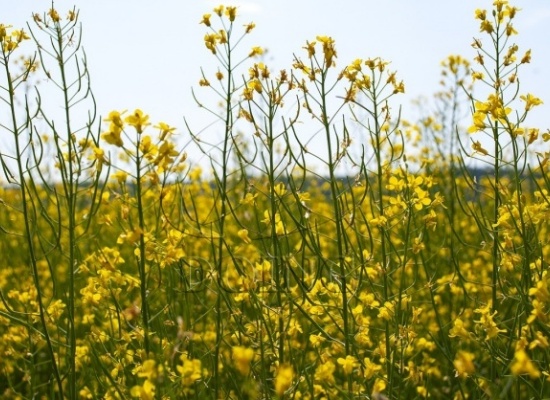 菜籽油的異味來自哪里？食用油加工廠如何去除菜籽油的異味