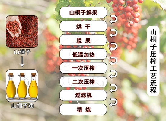 技術(shù)加持，“樹上油庫”山桐子漸成油品新貴！