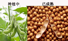大豆油料介紹
