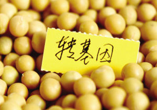 轉(zhuǎn)基因大豆